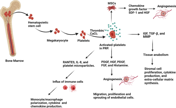 PRP mechanism of action: platelet activation releases growth factors that promote angiogenesis, tissue anabolism, and immune cell recruitment
